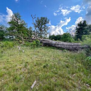 Baum im Breeser Grund